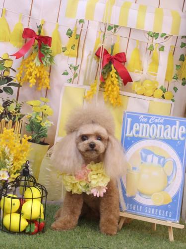 20240416麦ちゃん